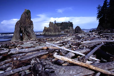 Logs am Ruby Beach
