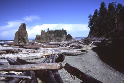 Logs am Ruby Beach
