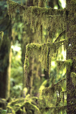Flechte im Hoh Rain Forest