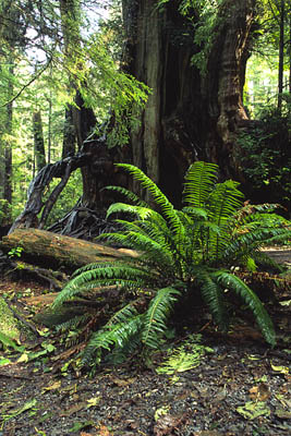 Farn und Big Cedar Tree