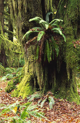 Farn im Hoh Rain Forest