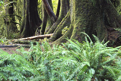 Five in a Row im Hoh Rain Forest