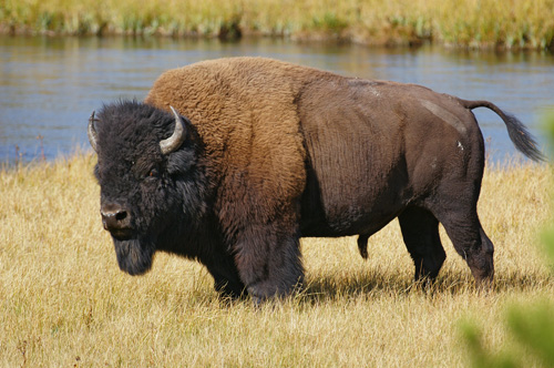 Bison
