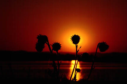 Distel im Gegenlicht