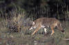 Coyote