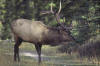 Wapiti